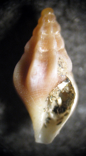 Palmi 45m (Bela? 10-2639) = Hedropleura septangularis