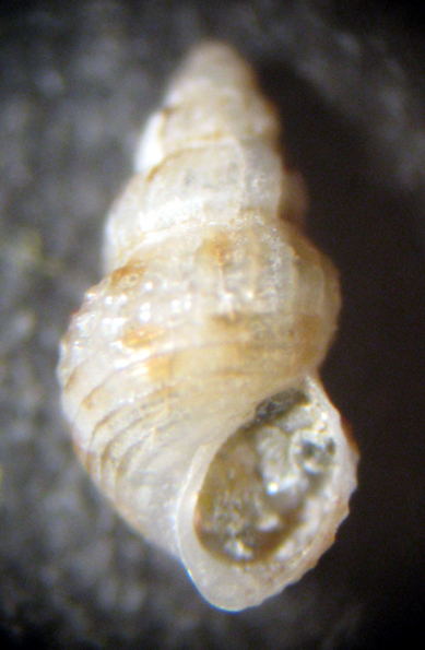 Palmi 45m (Alvania 16-2640/1) = alvania sororcula