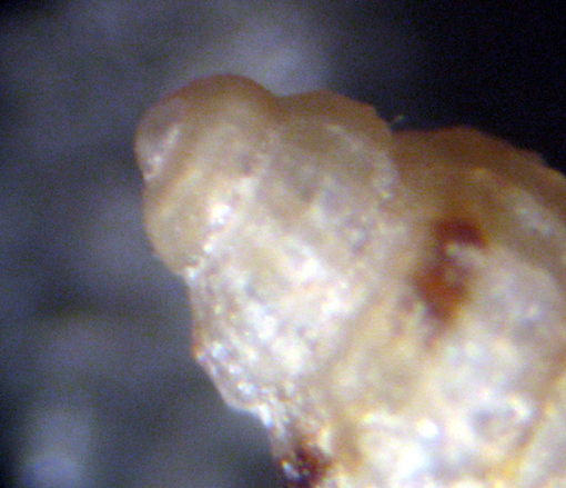 Palmi 45m (Alvania 16-2640/1) = alvania sororcula