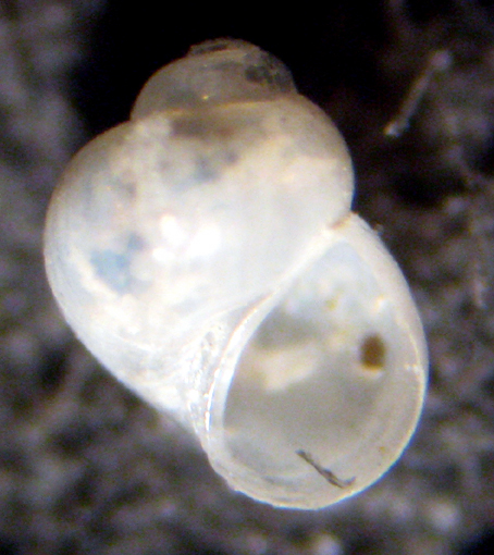 Palmi 45m (??? 35-2644/6) = Rissoella inflata