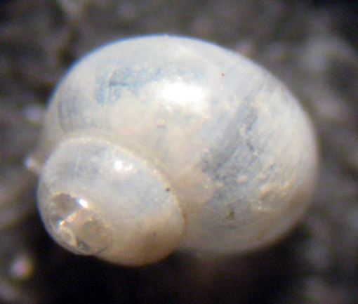 Palmi 45m (??? 35-2644/6) = Rissoella inflata