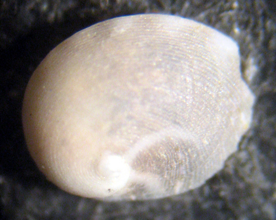 Palmi 45m (Sinum 38-2652/3) = pullus di Haliotis sp.