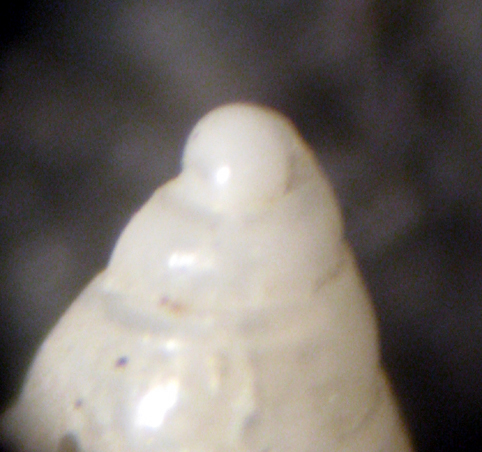 Palmi 45m (Odostomia 46/7-2658/60) = O. carrozzai, pro parte