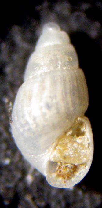 Palmi 45m (Chrysallida 48-2661) = Chrysallida decussata