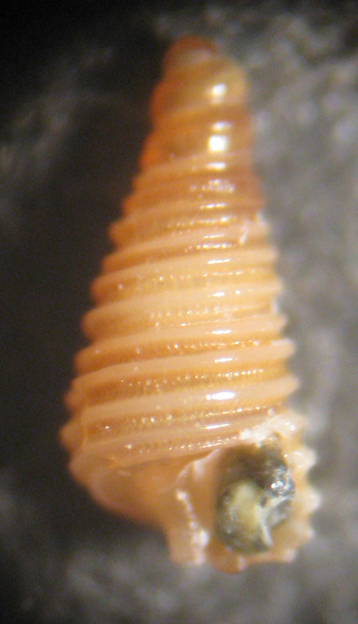 Seila trilineata