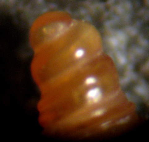 Seila trilineata