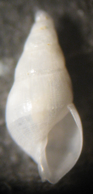 Capo Passero 6m (Odostomia? 6/2736/7)