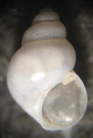 Tricolia sp.