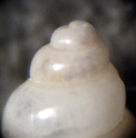 Tricolia sp.