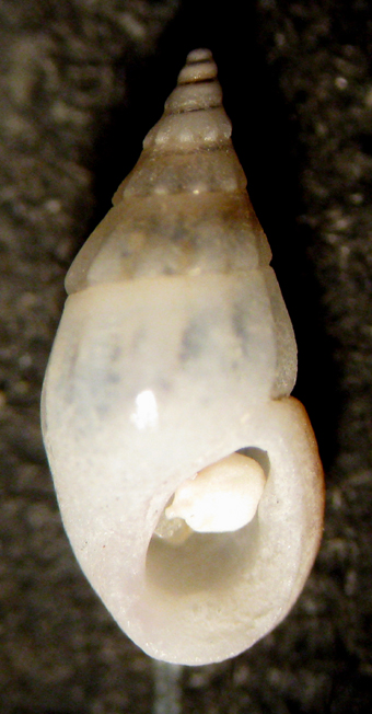 Capo Passero 6m (Rissoa 35-2765)