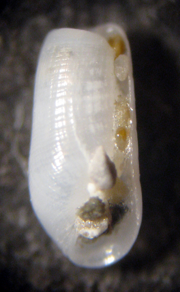 Capo Passero 6m (Cylichnina? 55 - 2940)