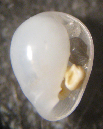 Capo Passero 6m (Granulina? 64/2948)