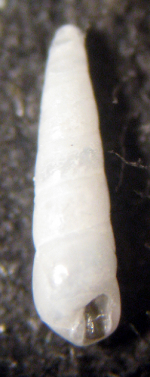 Capo Passero 6m (eterostrofa 97/3004-5)