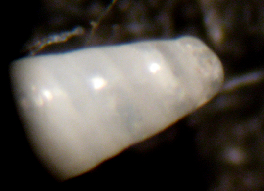 Capo Passero 6m (eterostrofa 97/3004-5)