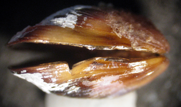 Capo Passero 6m (Mytilidae 98/103 - 3062/9)