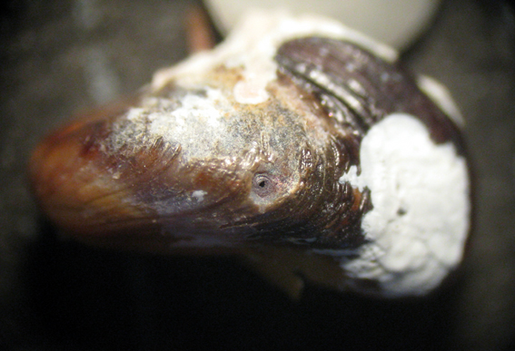 Capo Passero 6m (Mytilidae 98/103 - 3062/9)