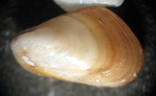 Capo Passero 6m (Mytilidae 98/103 - 3062/9)