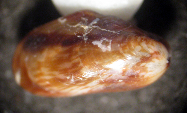 Capo Passero 6m (Mytilidae 98/103 - 3062/9)