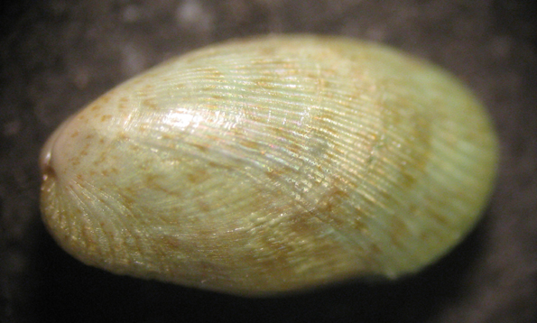 Capo Passero 6m (Mytilidae 98/103 - 3062/9)