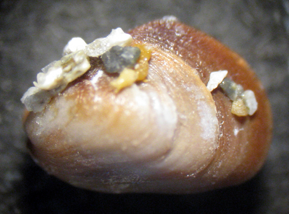 Capo Passero 6m (Mytilidae 98/103 - 3062/9)