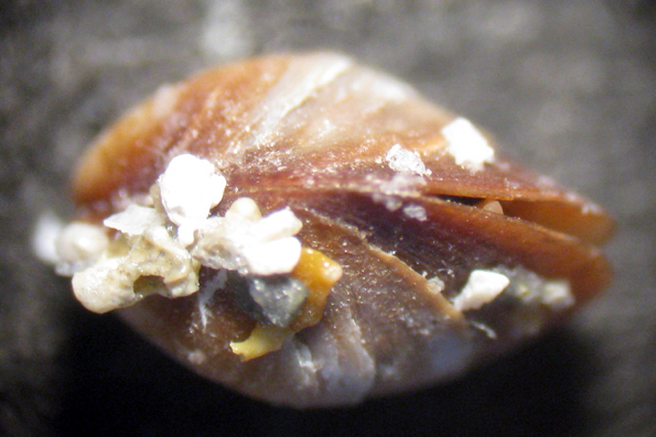 Capo Passero 6m (Mytilidae 98/103 - 3062/9)