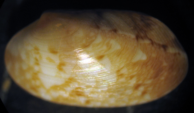 Capo Passero 6m (Bivalvia 107/8 -3070/1)