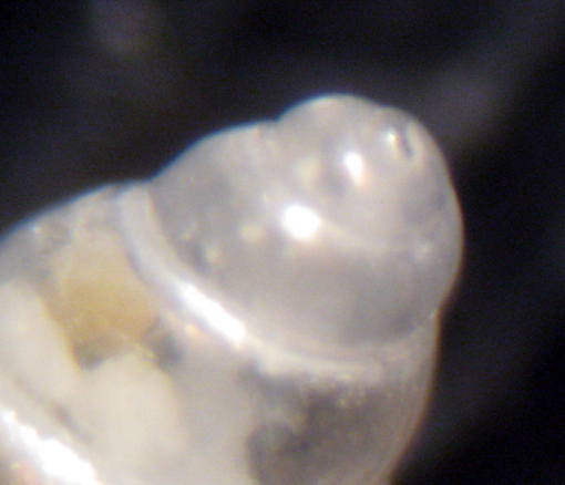 Capo Passero 6m (Pusillina? 93/3002)