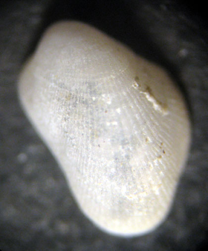 Castelsardo (SS) 40m (Bivalve 28-3175)