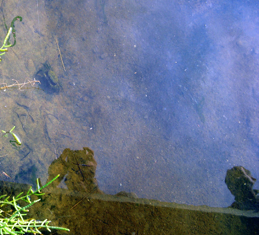 Uscita in laguna nel parco delta Po a Ravenna