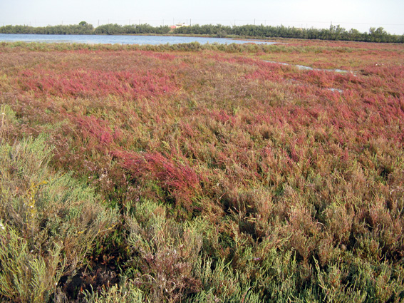 Uscita in laguna nel parco delta Po a Ravenna