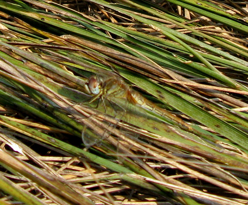 Uscita in laguna nel parco delta Po a Ravenna