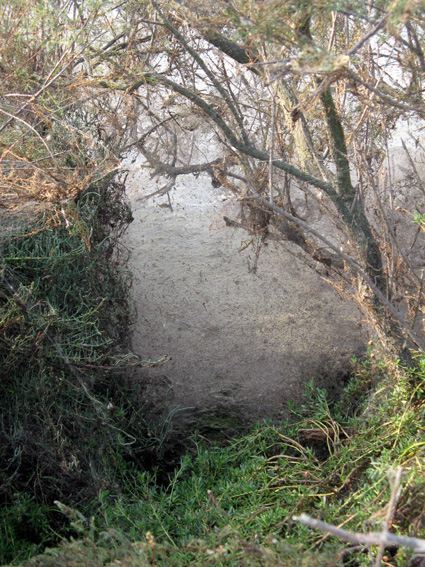 Uscita in laguna nel parco delta Po a Ravenna