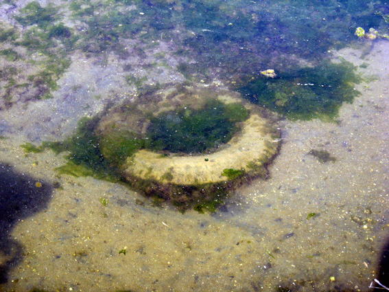 Uscita in laguna nel parco delta Po a Ravenna