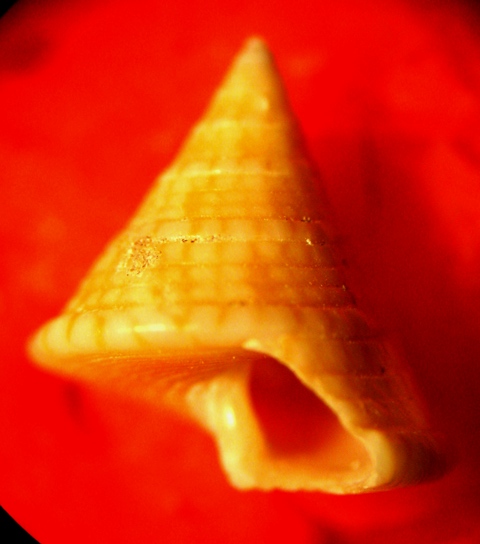 Gabes spiaggia - Calliostoma