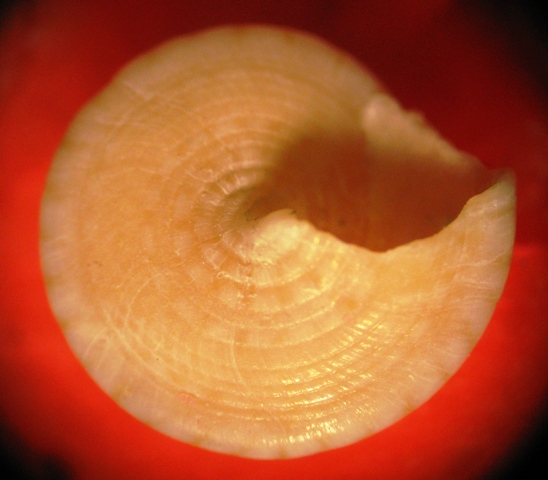 Gabes spiaggia - Calliostoma