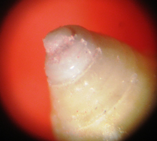 Gabes spiaggia - Calliostoma