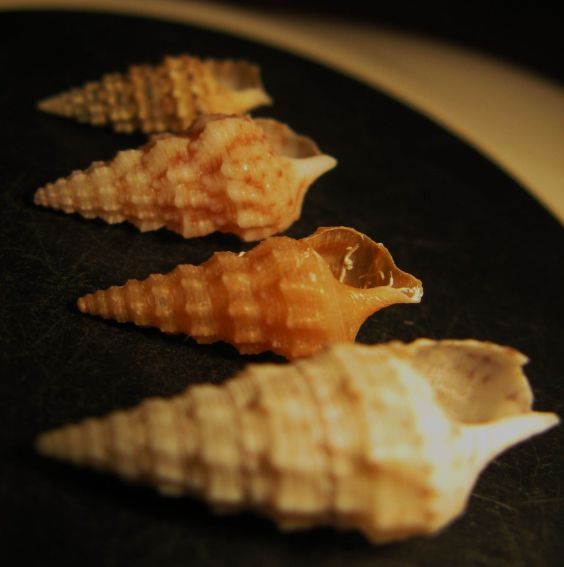 Kerkennah spiaggia - Cerithium