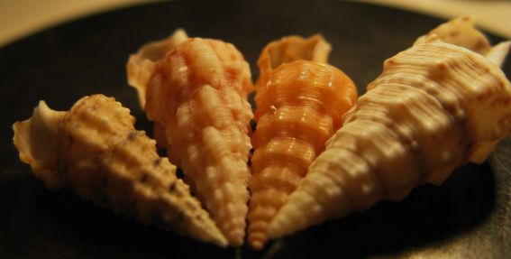 Kerkennah spiaggia - Cerithium
