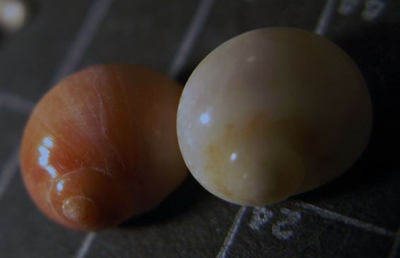 Kerkennah spiaggia - Naticidae