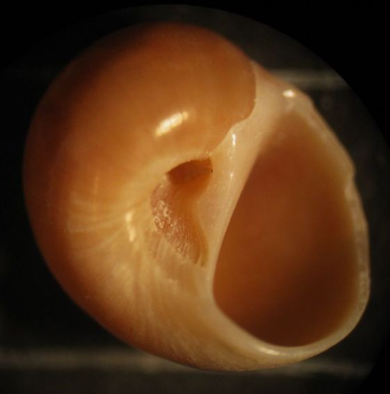 Kerkennah spiaggia - Naticidae
