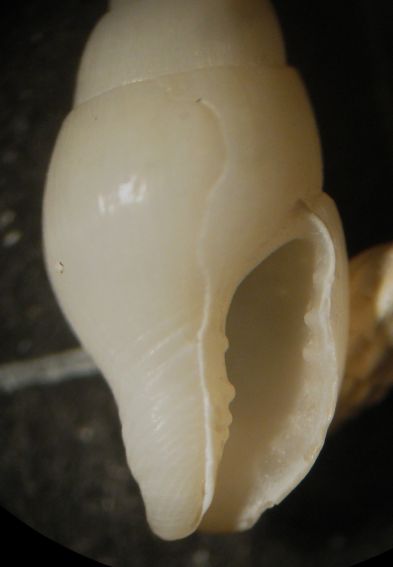 Kerkennah spiaggia - Mitrella1