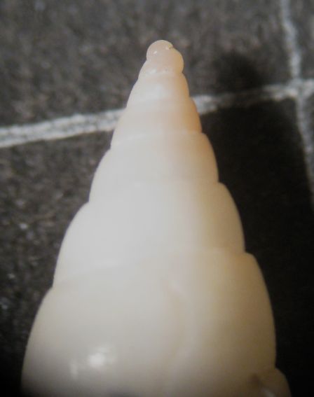 Kerkennah spiaggia - Mitrella1