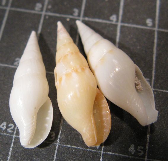 Kerkennah spiaggia - Mitrella2