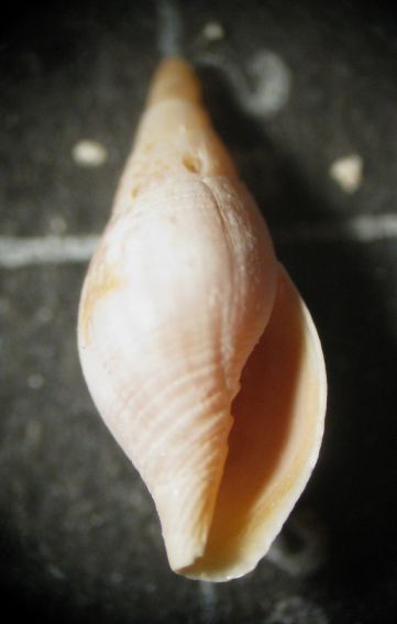 Kerkennah spiaggia - Mitra