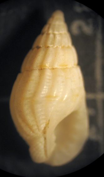 Kerkennah spiaggia - Nassaridae