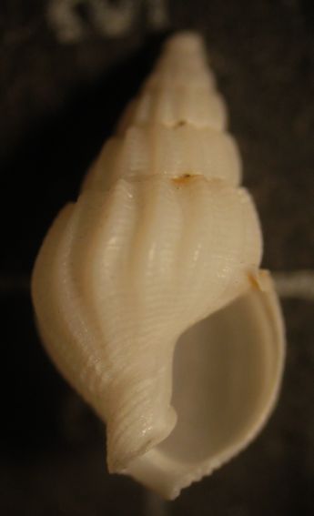 Kerkennah spiaggia - Nassaridae