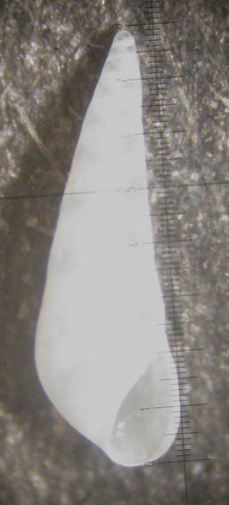 Kerkennah spiaggia - Melanella 2
