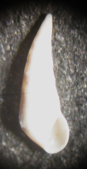 Kerkennah spiaggia - Eulimidae 1