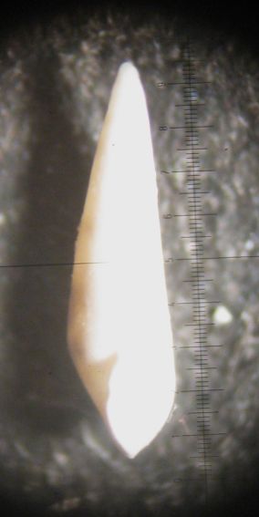 Kerkennah spiaggia - Eulimidae 1