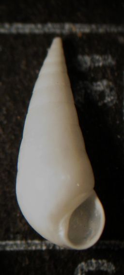 Kerkennah spiaggia - Melanella 1